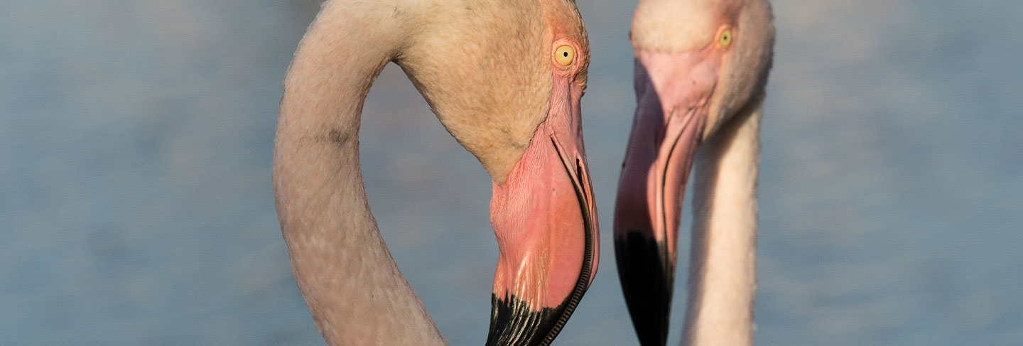 Was man auf Ibiza nicht vermissen sollte - Ibiza