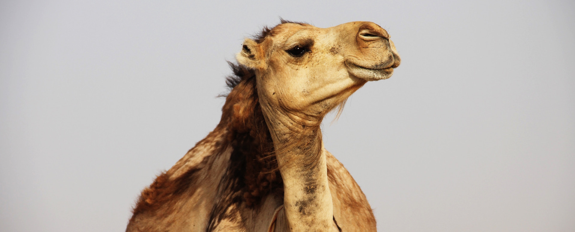 Kamelritt - Essaouira