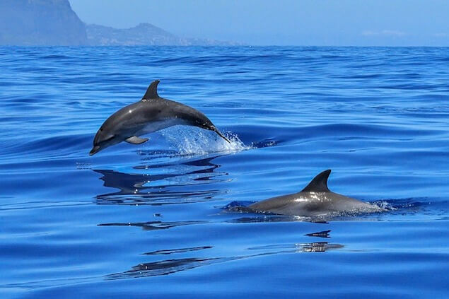 Delphin Safari
