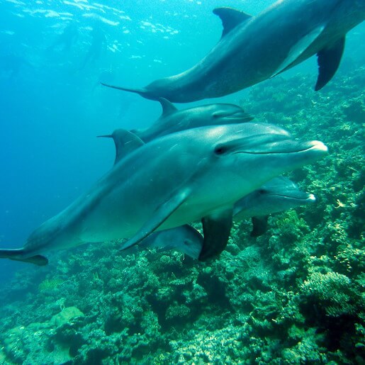 Genießen Sie das einzigartige Erlebnis, mit Delphinen zu schwimmen