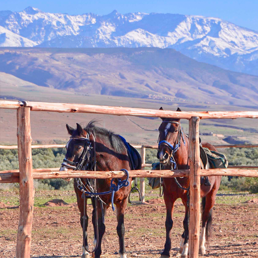 Reiten in Marrakech und Umgebung